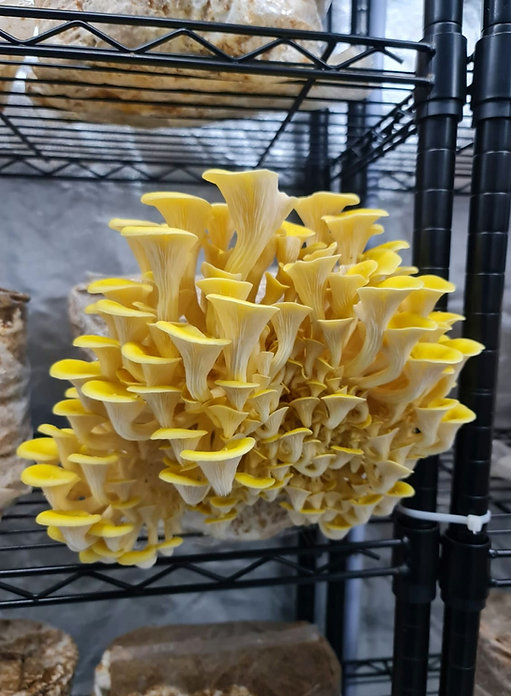 Cluster of golden yellow oyster mushrooms on a grow rack