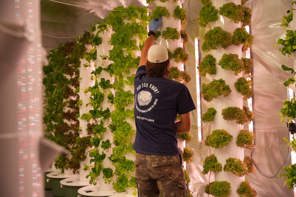Grower tending leafy greens in a vertical hydroponic farm