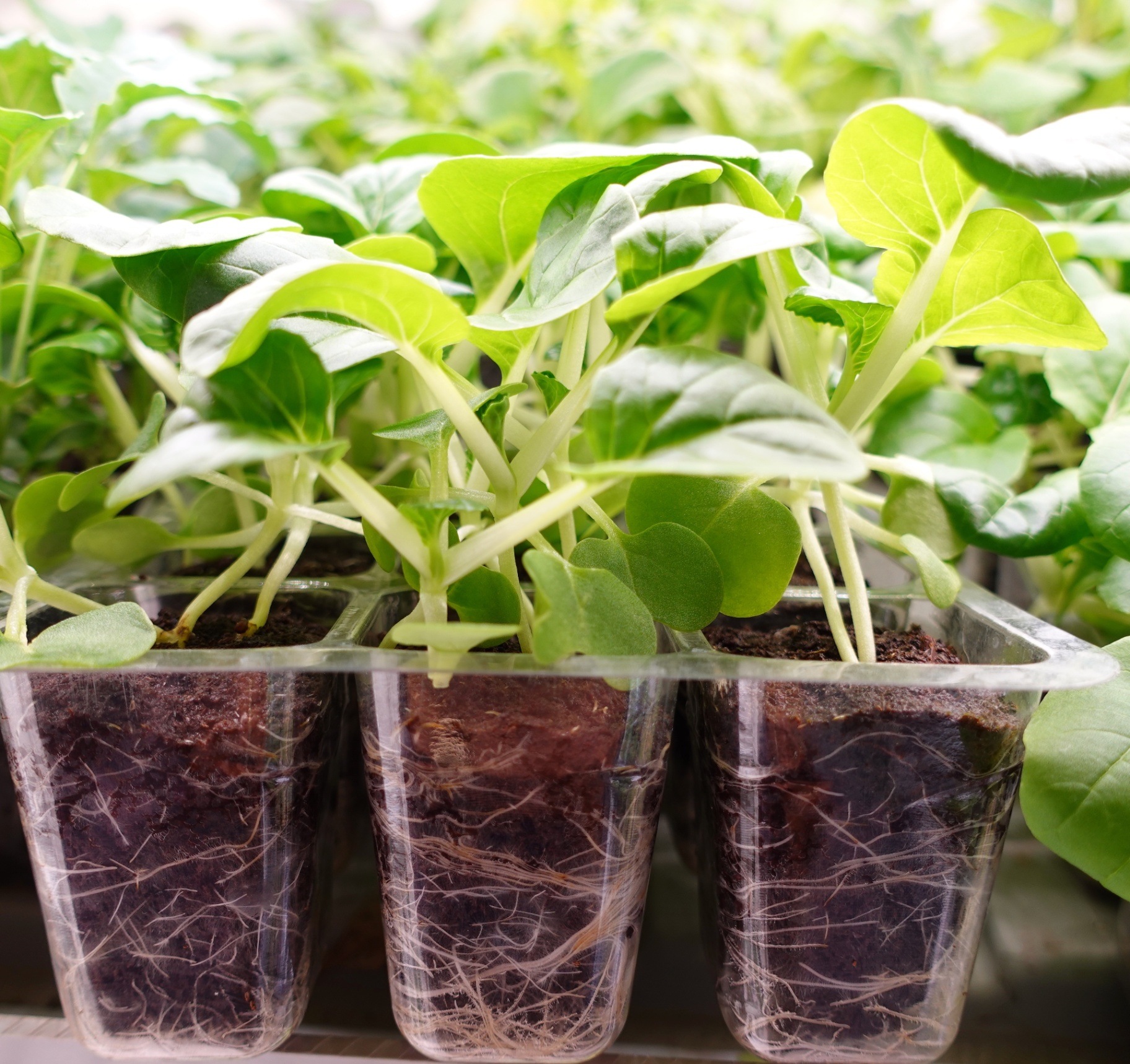 Close-up of healthy seedlings with visible root systems in nursery trays